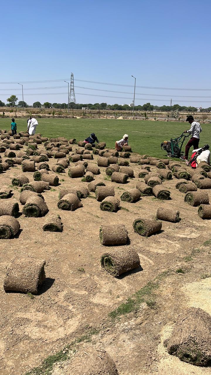 Vetiver grass project 04